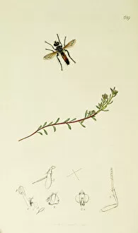 Diptera Collection: Curtis British Entomology Plate 629