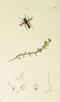 Curtis British Entomology Plate 629