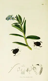 Palustris Prints: Curtis British Entomology Plate 63