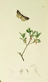 Curtis British Entomology Plate 631