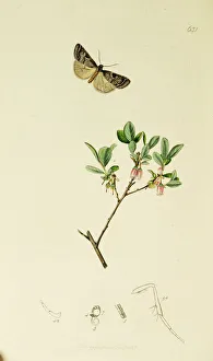 Anomalous Collection: Curtis British Entomology Plate 631