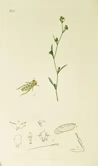 Hemiptera Prints: Curtis British Entomology Plate 633