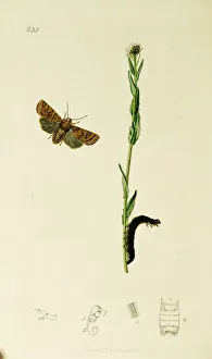Arabis Collection: Curtis British Entomology Plate 635