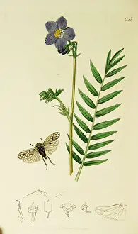 Curtis British Entomology Plate 636
