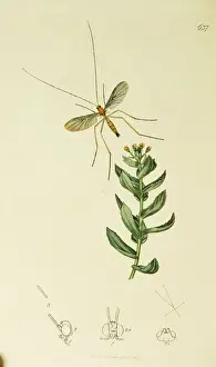 Sedum Prints: Curtis British Entomology Plate 637