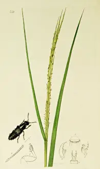 Curtis British Entomology Plate 638