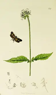 Curtis British Entomology Plate 639