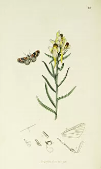 Antirrhinum Gallery: Curtis British Entomology Plate 64