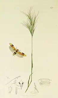 Curtis British Entomology Plate 640