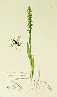 Orchis Gallery: Curtis British Entomology Plate 641
