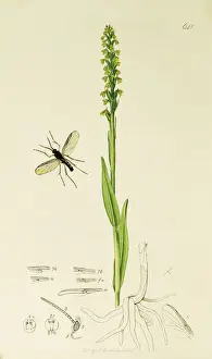 Orchis Prints: Curtis British Entomology Plate 641