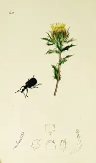 Olivaceus Prints: Curtis British Entomology Plate 642