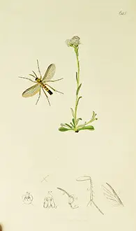 Pulchella Prints: Curtis British Entomology Plate 645