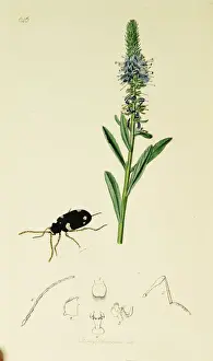 Welch Prints: Curtis British Entomology Plate 646