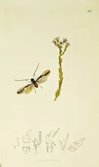 Curtis British Entomology Plate 648