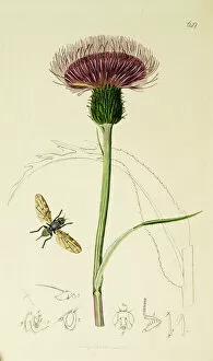 Curtis British Entomology Plate 649