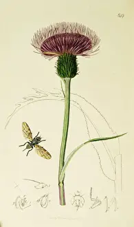 Melancholy Prints: Curtis British Entomology Plate 649
