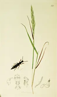 Curtis British Entomology Plate 650