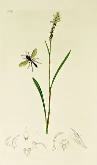 Plantain Prints: Curtis British Entomology Plate 652