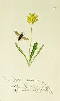 Diptera Collection: Curtis British Entomology Plate 653