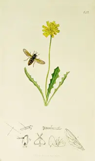 Curtis British Entomology Plate 653