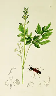 Curtis British Entomology Plate 654