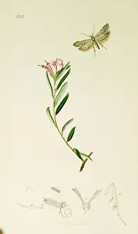 Andromeda Prints: Curtis British Entomology Plate 655