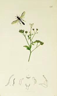 Curtis British Entomology Plate 656