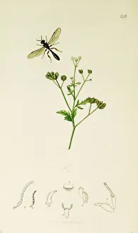 Spreading Gallery: Curtis British Entomology Plate 656