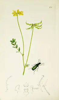 Vetch Prints: Curtis British Entomology Plate 658