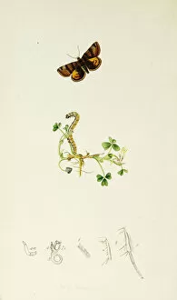 Burnet Collection: Curtis British Entomology Plate 659