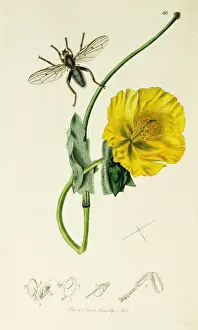 Curtis British Entomology Plate 66