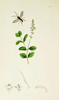 Hymenoptera Prints: Curtis British Entomology Plate 660