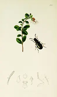 Curtis British Entomology Plate 662