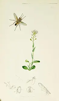 Curtis British Entomology Plate 665