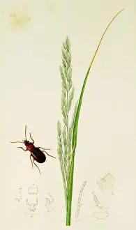 Curtis British Entomology Plate 666
