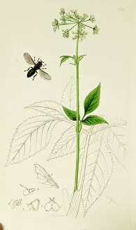 Diptera Collection: Curtis British Entomology Plate 669