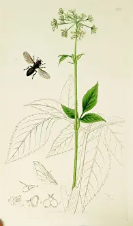Curtis British Entomology Plate 669