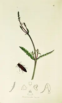 Verbena Prints: Curtis British Entomology Plate 67