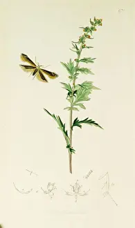 Curtis British Entomology Plate 671