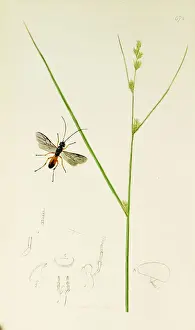Hymenoptera Prints: Curtis British Entomology Plate 672