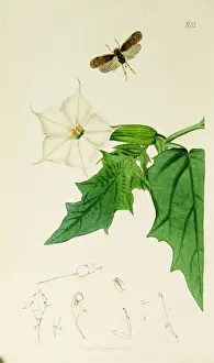 Hemiptera Prints: Curtis British Entomology Plate 673