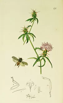 Curtis British Entomology Plate 676