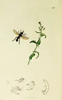 Curtis Prints: Curtis British Entomology Plate 677