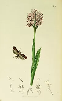 Orchis Gallery: Curtis British Entomology Plate 679