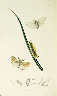Arctia Gallery: Curtis British Entomology Plate 68