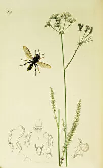 Verticillatum Gallery: Curtis British Entomology Plate 680
