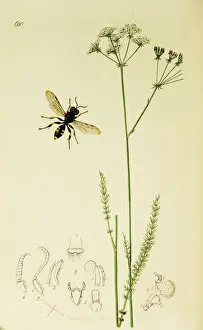 Hymenoptera Prints: Curtis British Entomology Plate 680