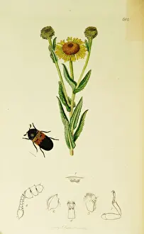 Curtis British Entomology Plate 682