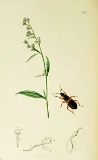 Hemiptera Prints: Curtis British Entomology Plate 684